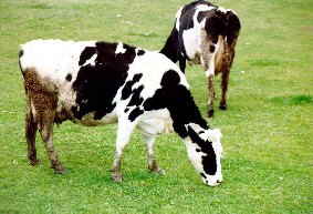 fotolashurdes1.jpg (24239 bytes)